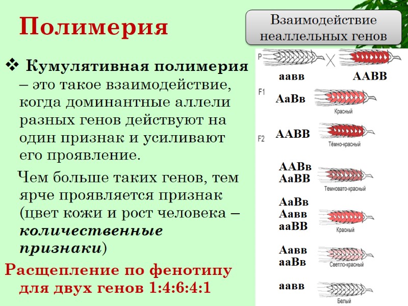 Кумулятивная полимерия – это такое взаимодействие, когда доминантные аллели разных генов действуют на один